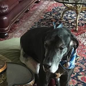 Meet your Posher, Jerry